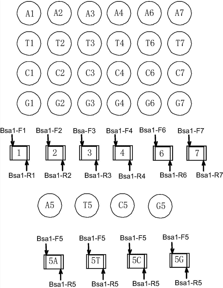 Multi-module DNA (deoxyribonucleic acid) library and method for constructing transcription activator like effector nuclease plasmid