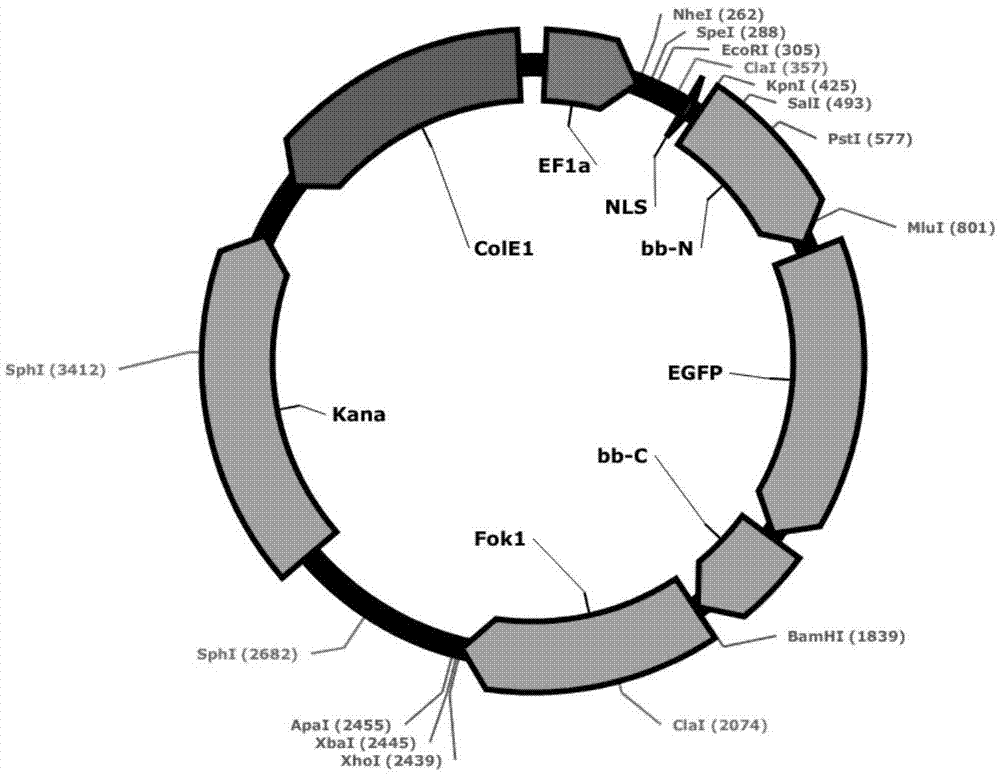 Multi-module DNA (deoxyribonucleic acid) library and method for constructing transcription activator like effector nuclease plasmid