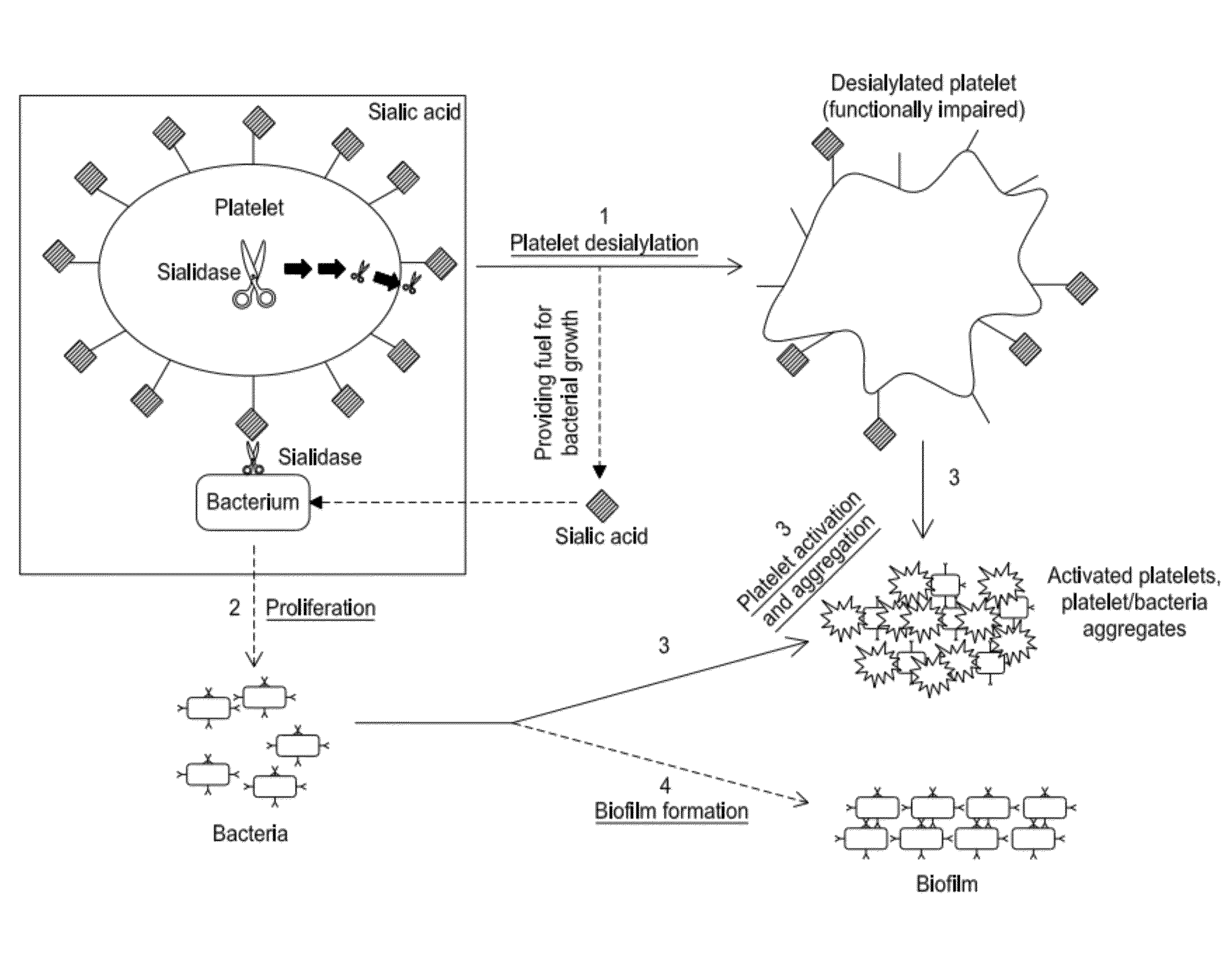 Platelet Storage and Reduced Bacterial Proliferation In Platelet Products Using A Sialidase Inhibitor