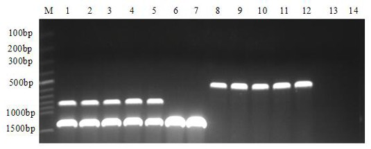 Rapid detection method for gibberellic acid microspecies generated in fusarium moniliforme