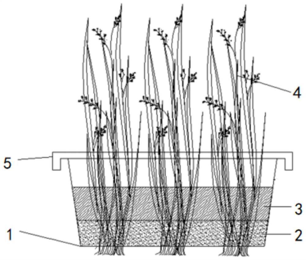 Rapid planting system and planting method for submerged plants