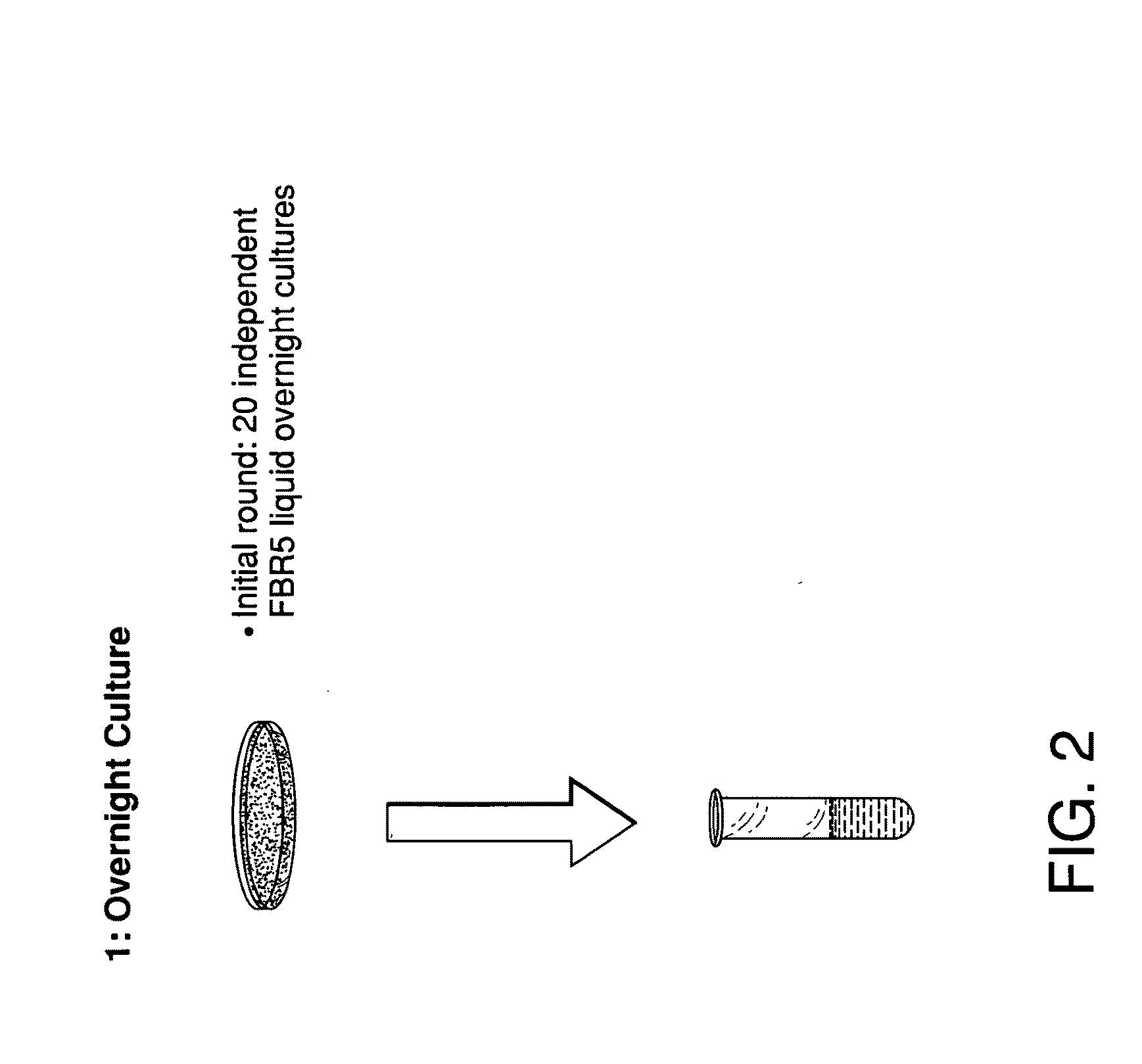 Ethanol resistant and furfural resistant strains of E. coli FBR5 for production of ethanol from cellulosic biomass