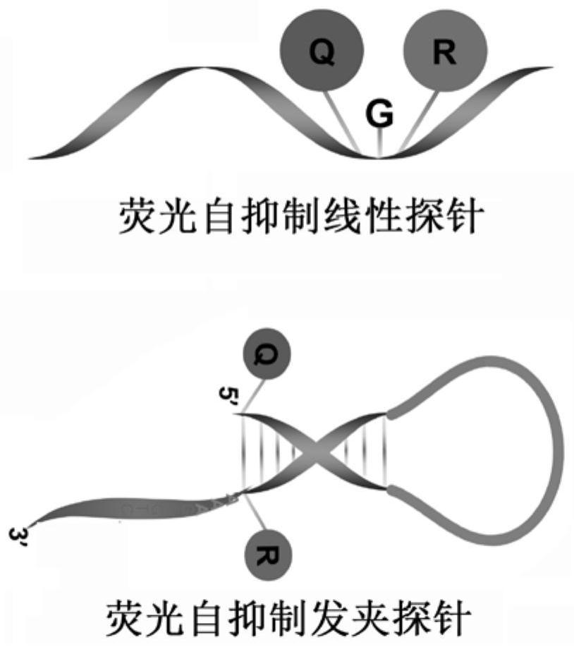 Isothermal amplification system and method based on fluorescence self-inhibition probe