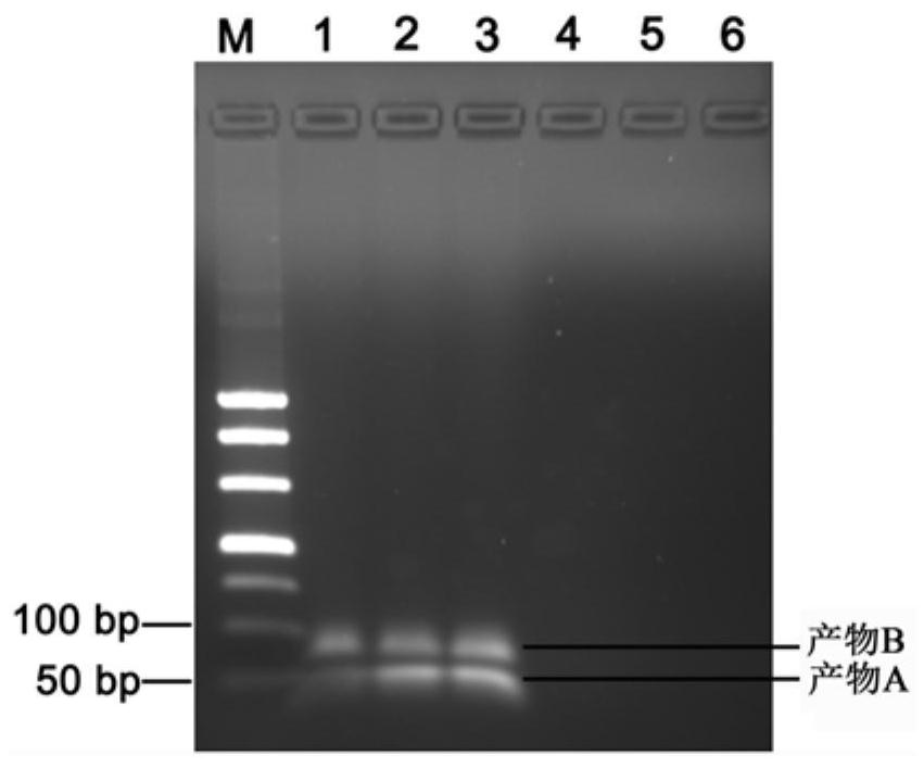 Isothermal amplification system and method based on fluorescence self-inhibition probe