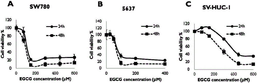 Application of epigallocatechin gallate in preparing drug for preventing or treating bladder tumor