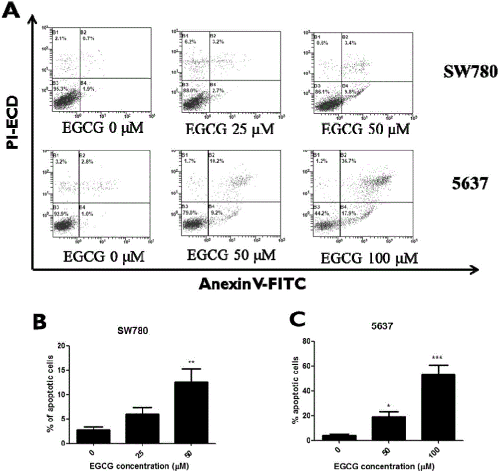 Application of epigallocatechin gallate in preparing drug for preventing or treating bladder tumor