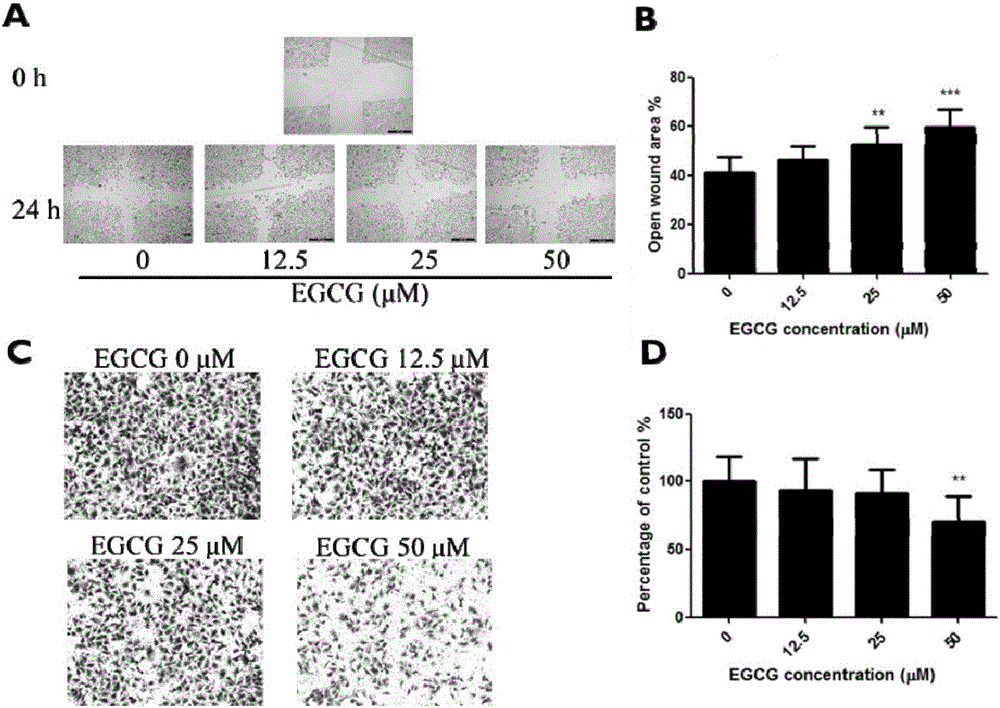 Application of epigallocatechin gallate in preparing drug for preventing or treating bladder tumor