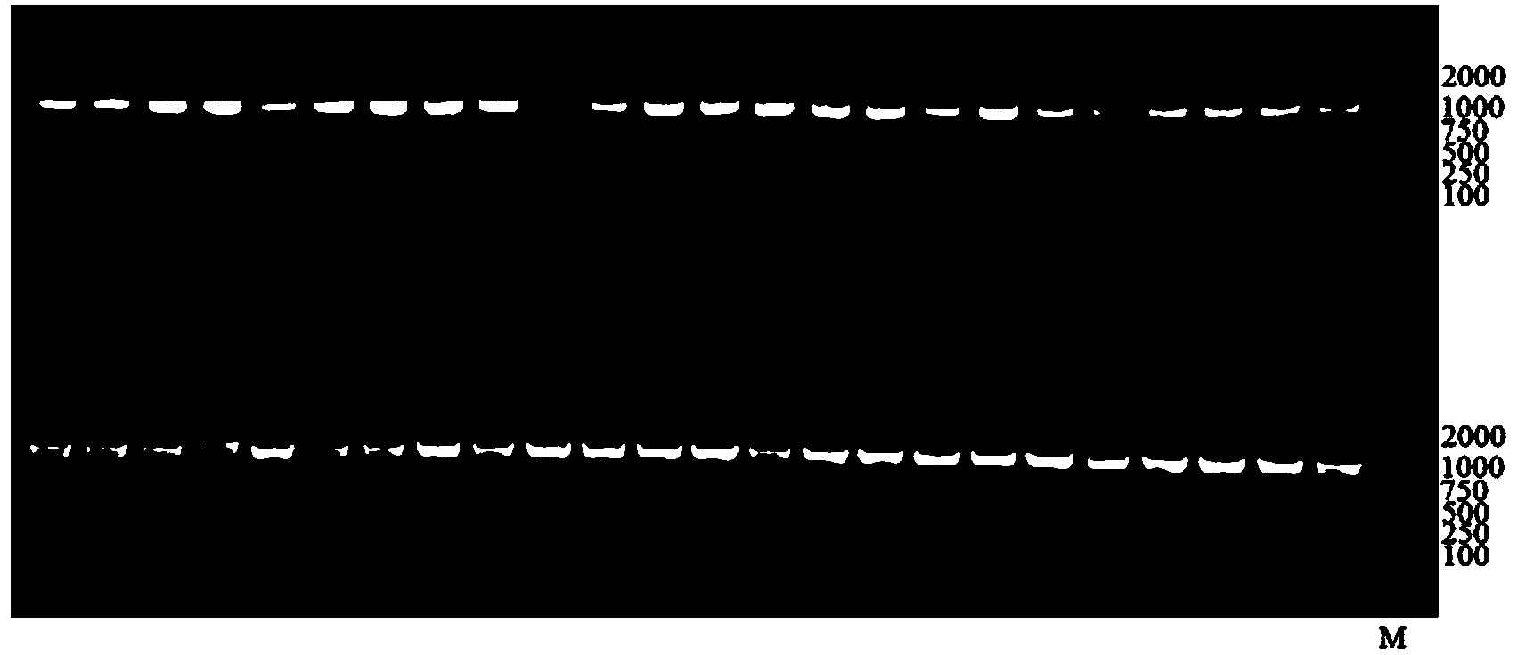 Specific primer for amplifying COI genes of mitochondria of lepidoptera insects