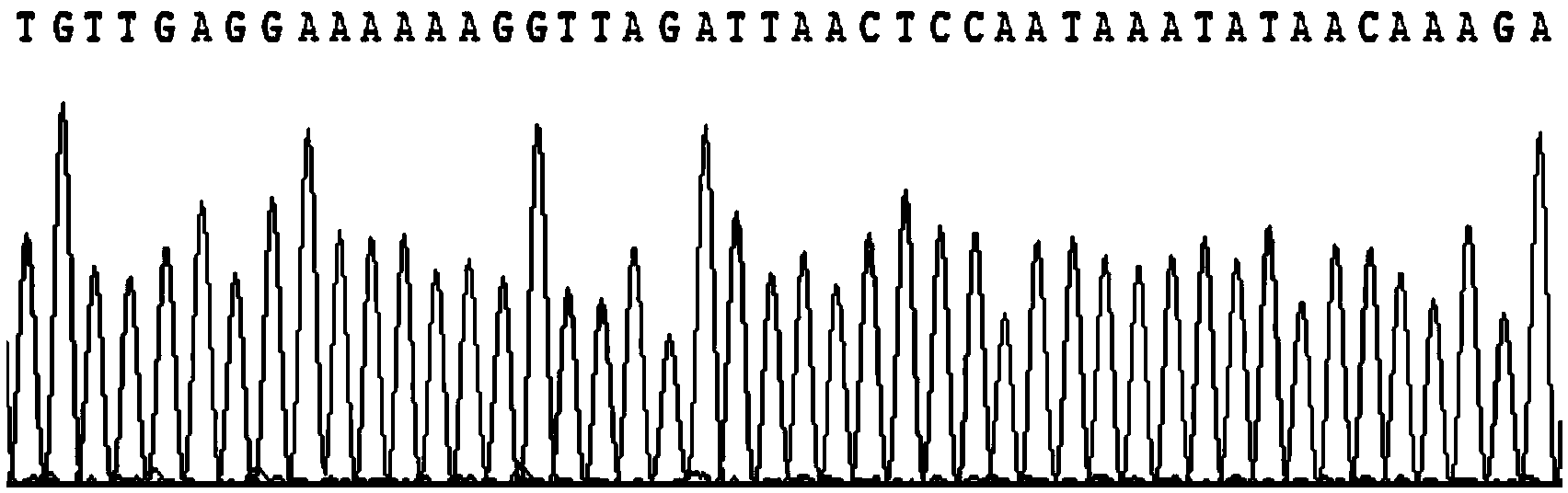 Specific primer for amplifying COI genes of mitochondria of lepidoptera insects