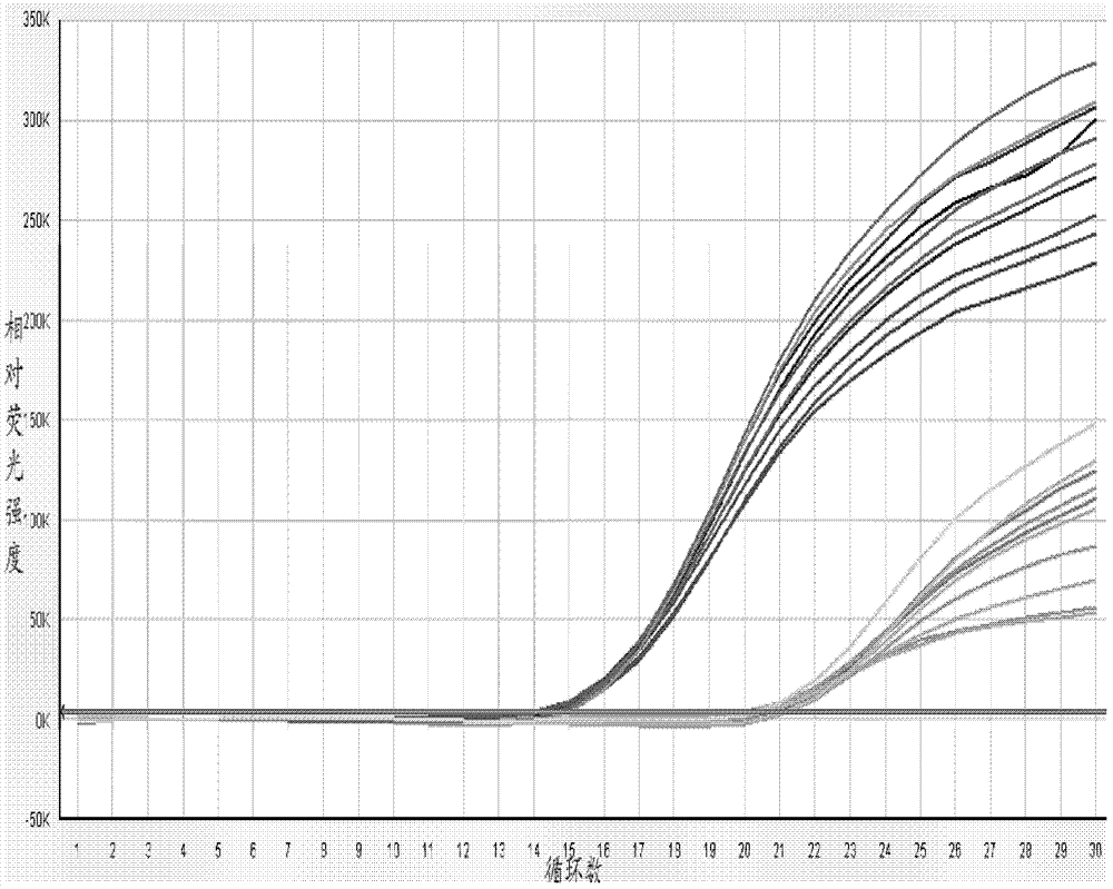 Candida glabrata PCR (polymerase chain reaction) assay kit and method