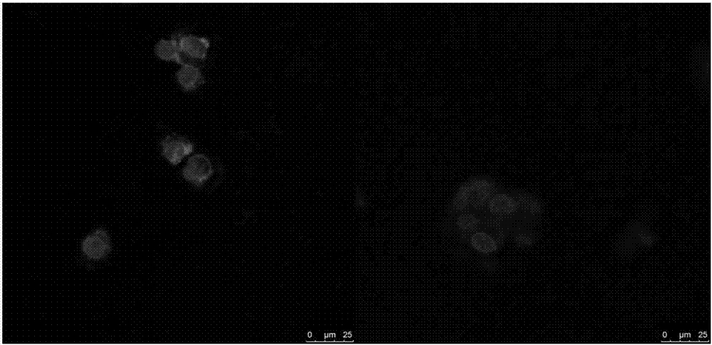 Stearic acid-modified cell penetrating peptide and its preparation and application