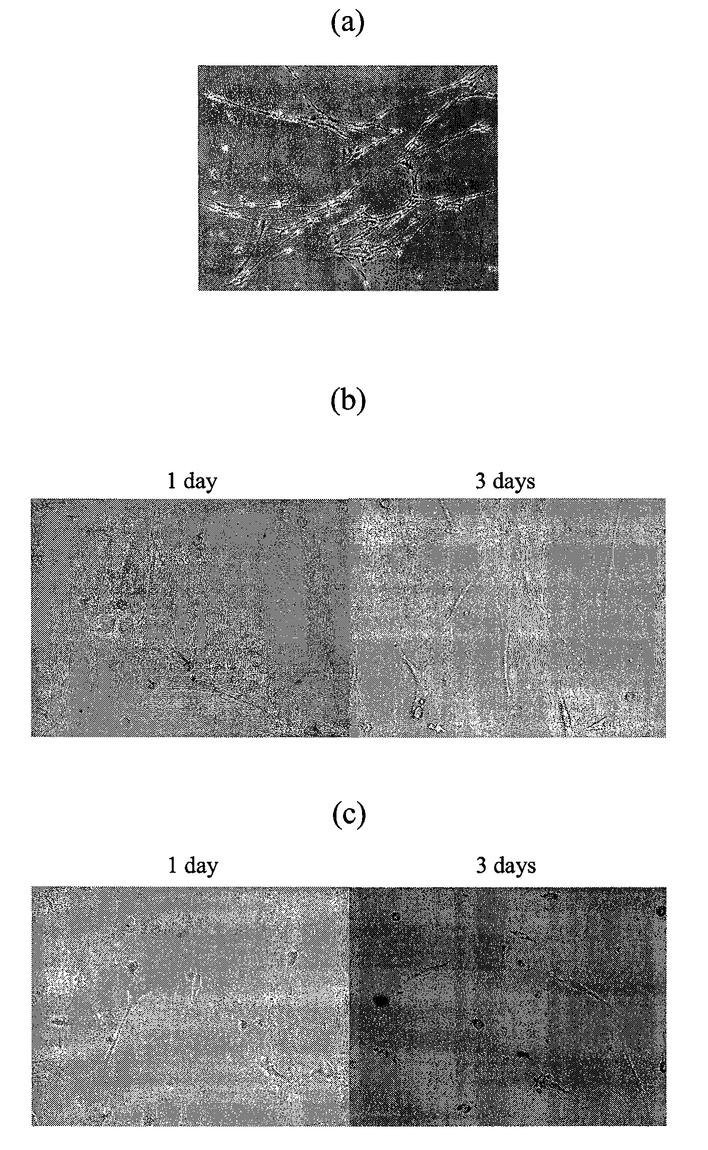 Laminin-modified conduit for nerve regeneration and methods of manufacturing the conduit and regenerating nerves using the conduit