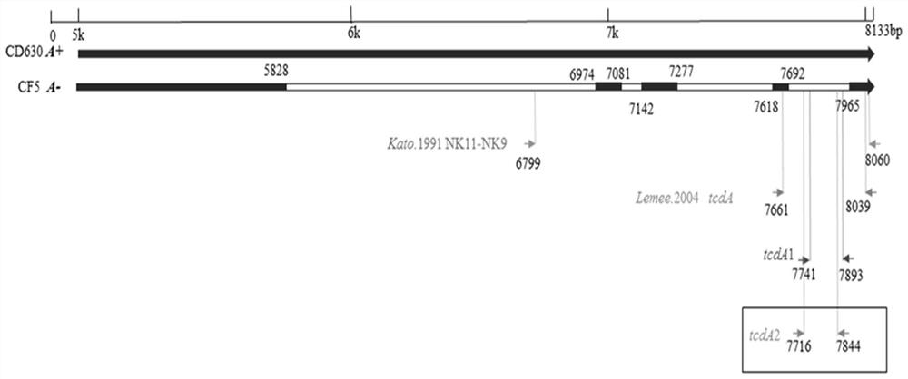 Multiplex fluorescent quantitative PCR primer, probe and kit for detecting clostridium difficile producing toxins