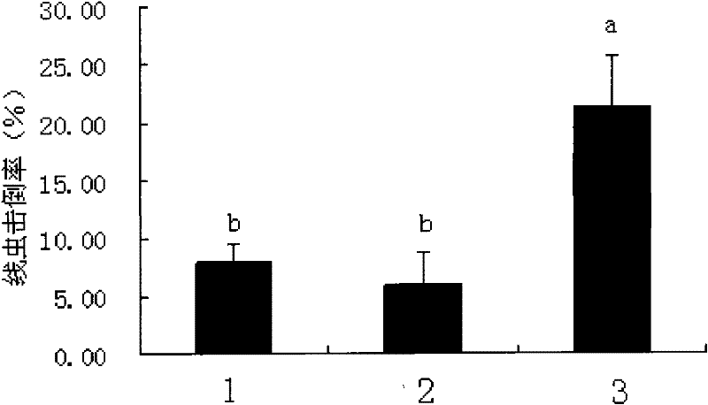 Nematophagous fungus and preparation method and application thereof