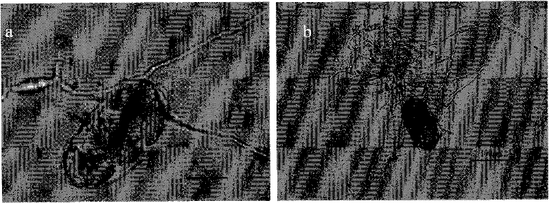 Nematophagous fungus and preparation method and application thereof