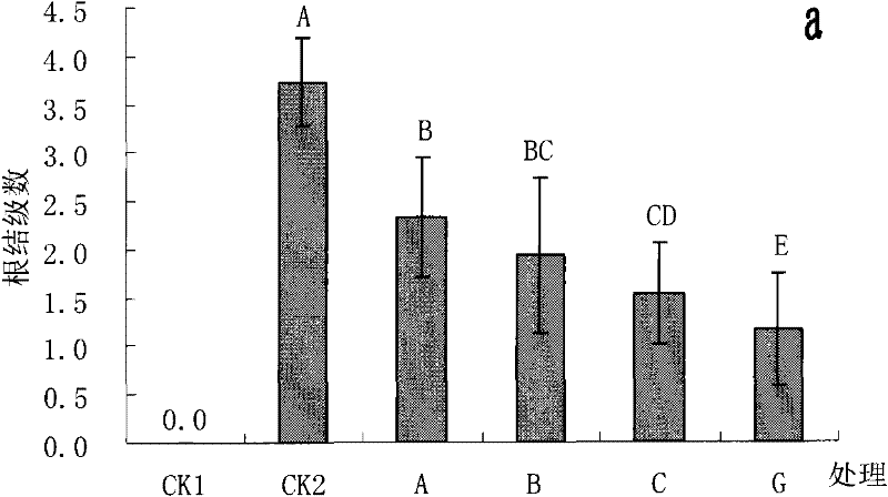 Nematophagous fungus and preparation method and application thereof