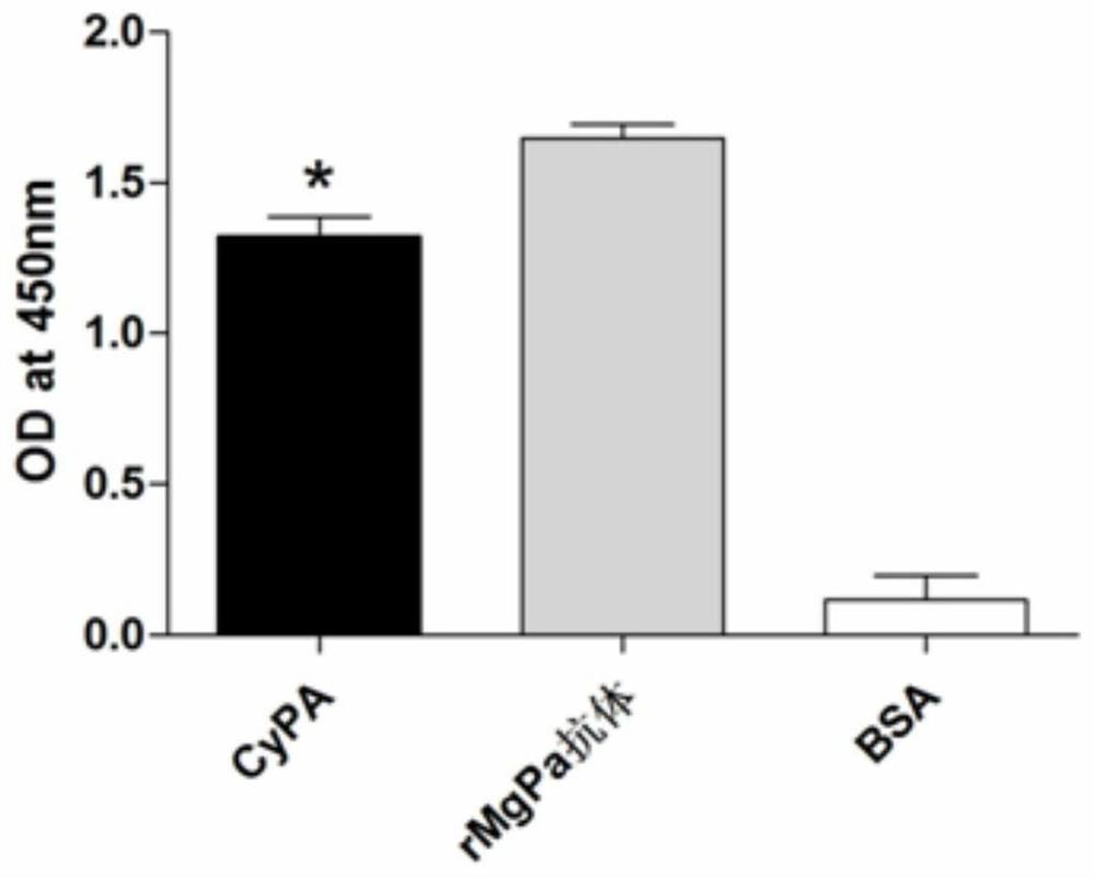 A kind of receptor protein specifically combined with mycoplasma genitalium mgpa and its separation method and application