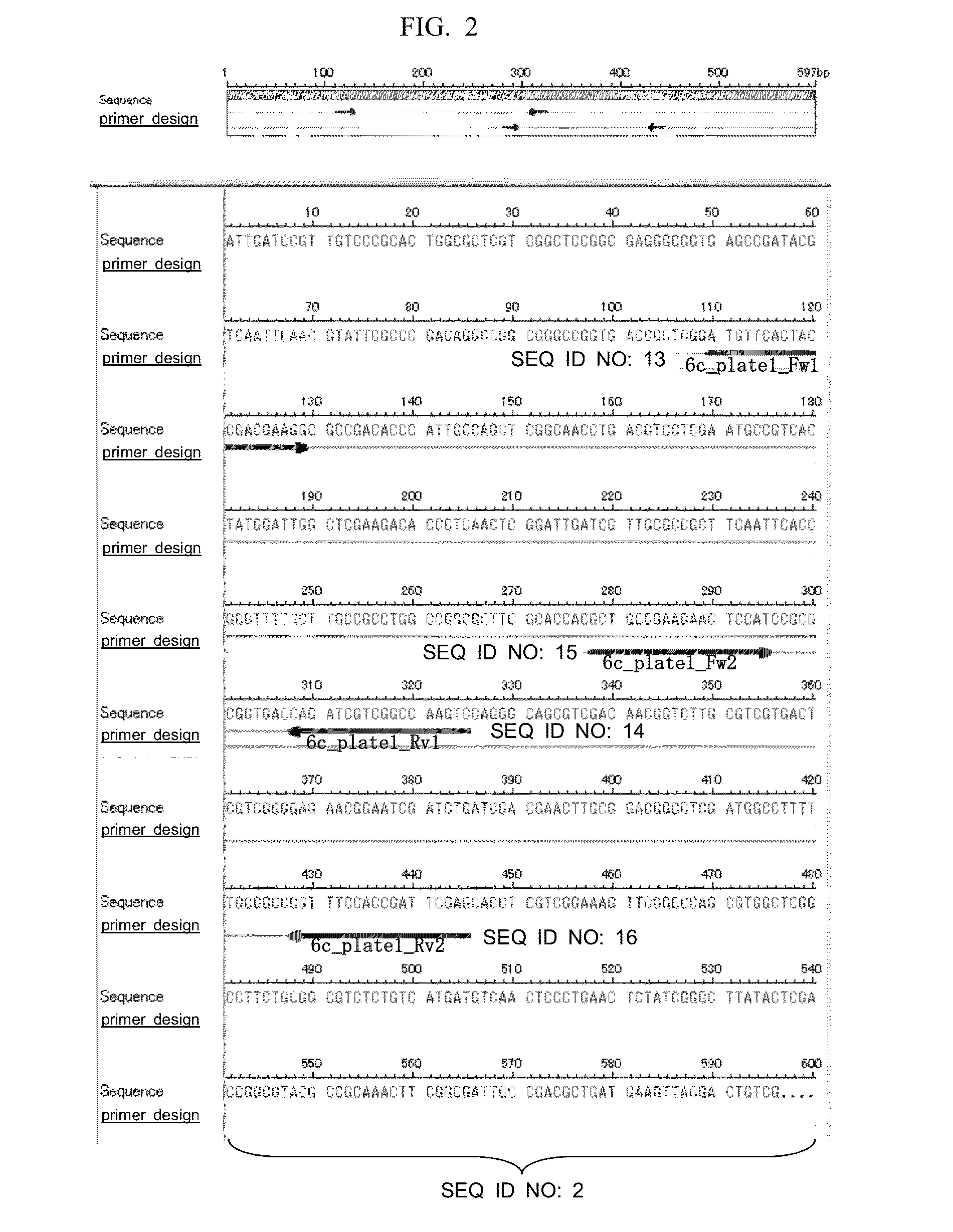 Primer and Probe for Use In Detection of Mycobacterium Kansasii and Method for Detection of Mycobacterium Kansasii Using The Same