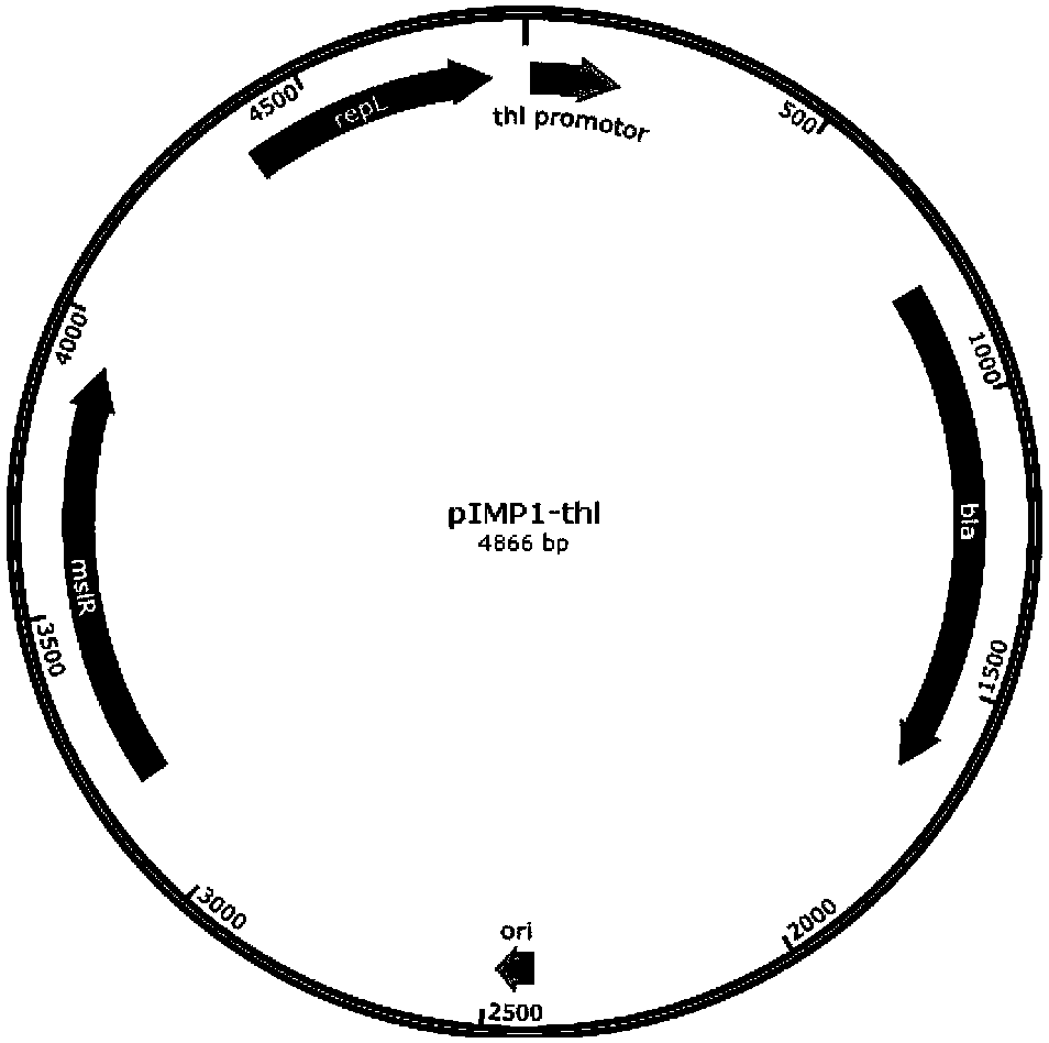 Clostridium modified by kinase gene with phosphorylation function and application of clostridium