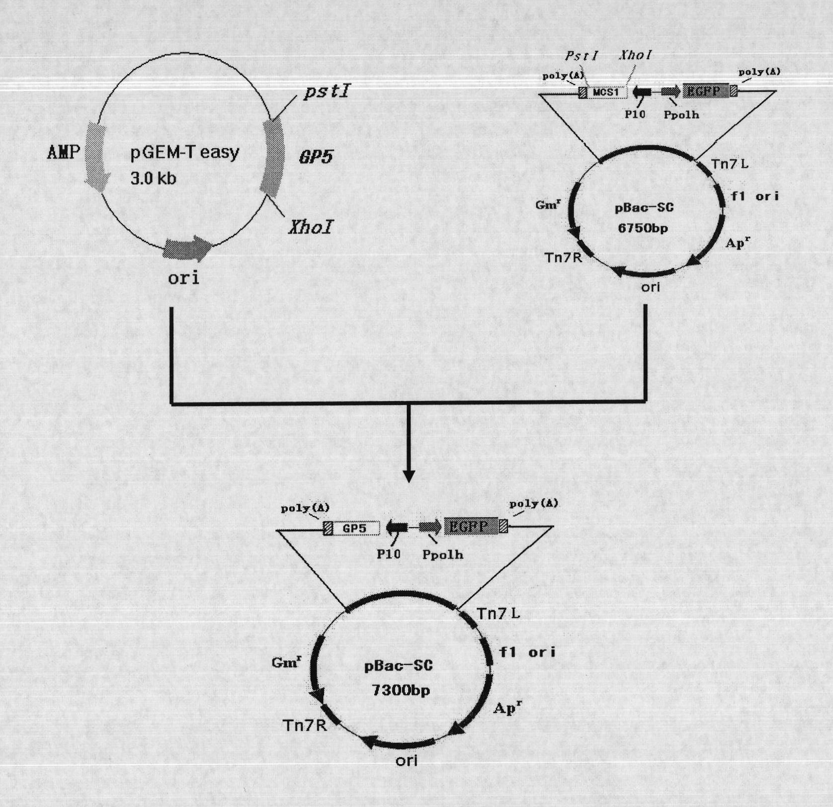 Recombinant baculovirus expressing Porcine Reproductive and Respiratory Syndrome Virus (PRRSV) immunogen gene and preparation method and application thereof