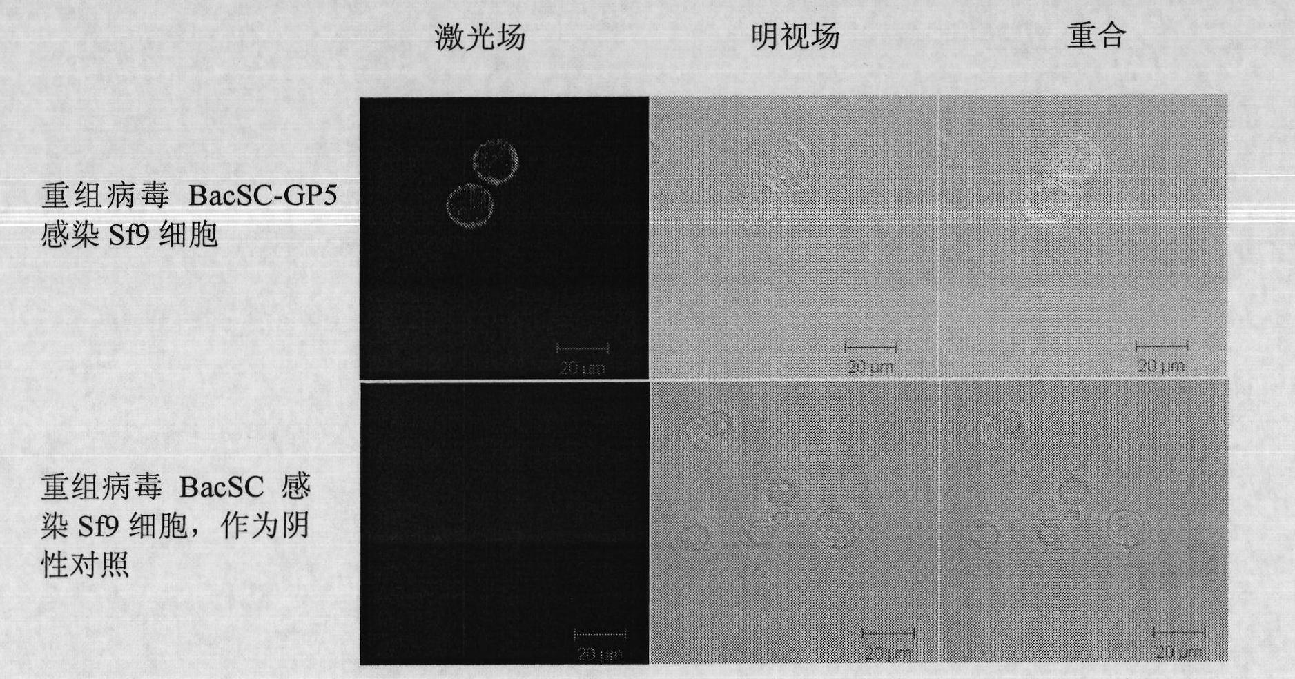 Recombinant baculovirus expressing Porcine Reproductive and Respiratory Syndrome Virus (PRRSV) immunogen gene and preparation method and application thereof