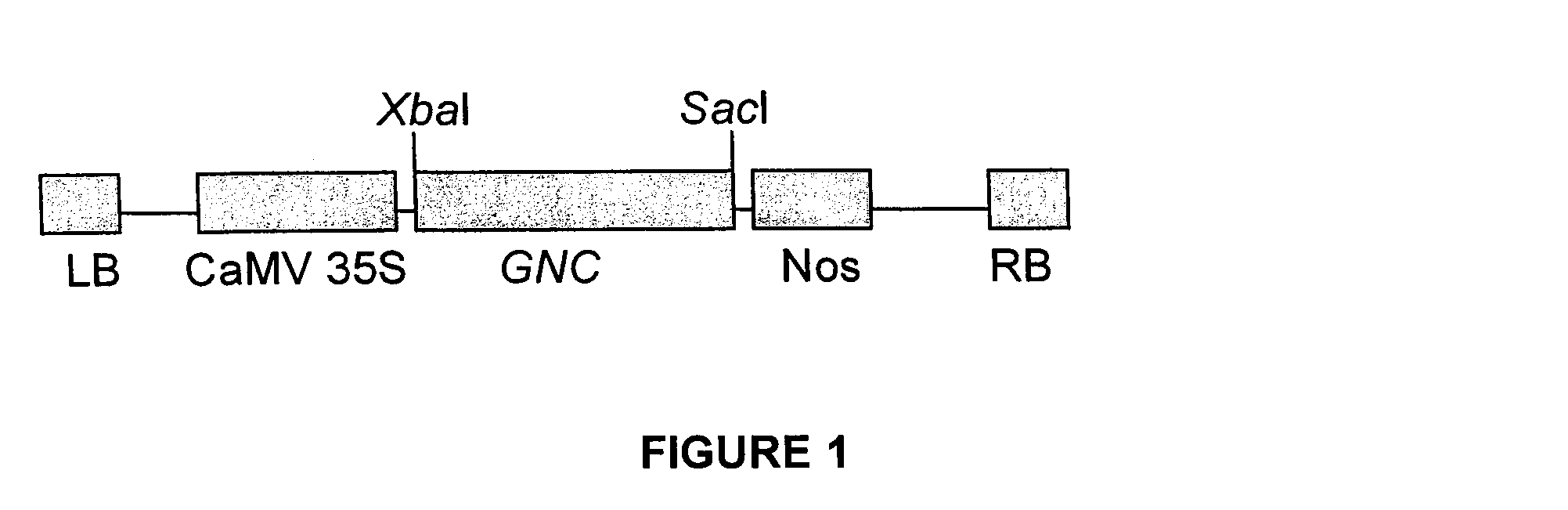 Nitrogen-regulated sugar sensing gene and protein and modulation thereof