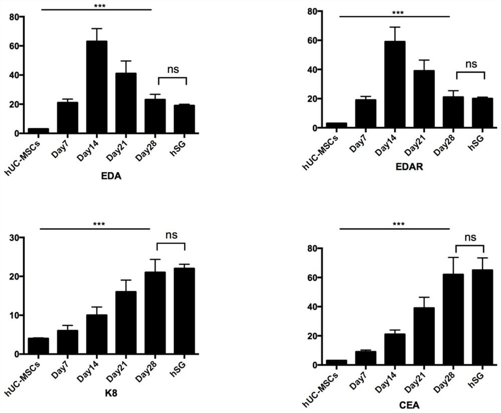 Induction medium and induction method for stem cell differentiation into sweat gland-like cells