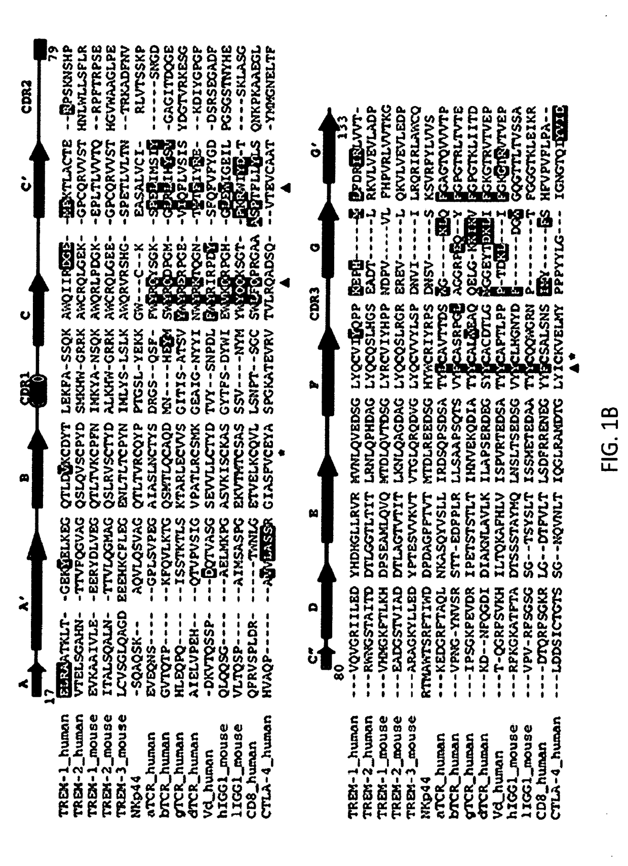 Anti-trem2 antibodies and methods of use thereof