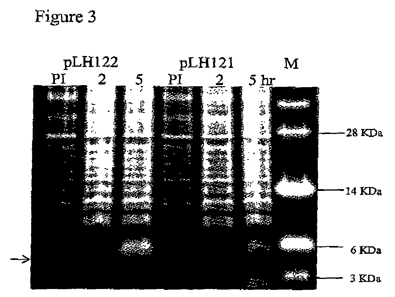 Process for recombinant expression and purification of antimicrobial peptides using periplasmic targeting signals as precipitable hydrophobic tags