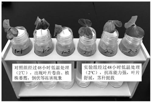 Functional liquid fertilizer, preparation method thereof and cotton fertilization method