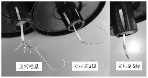 Functional liquid fertilizer, preparation method thereof and cotton fertilization method