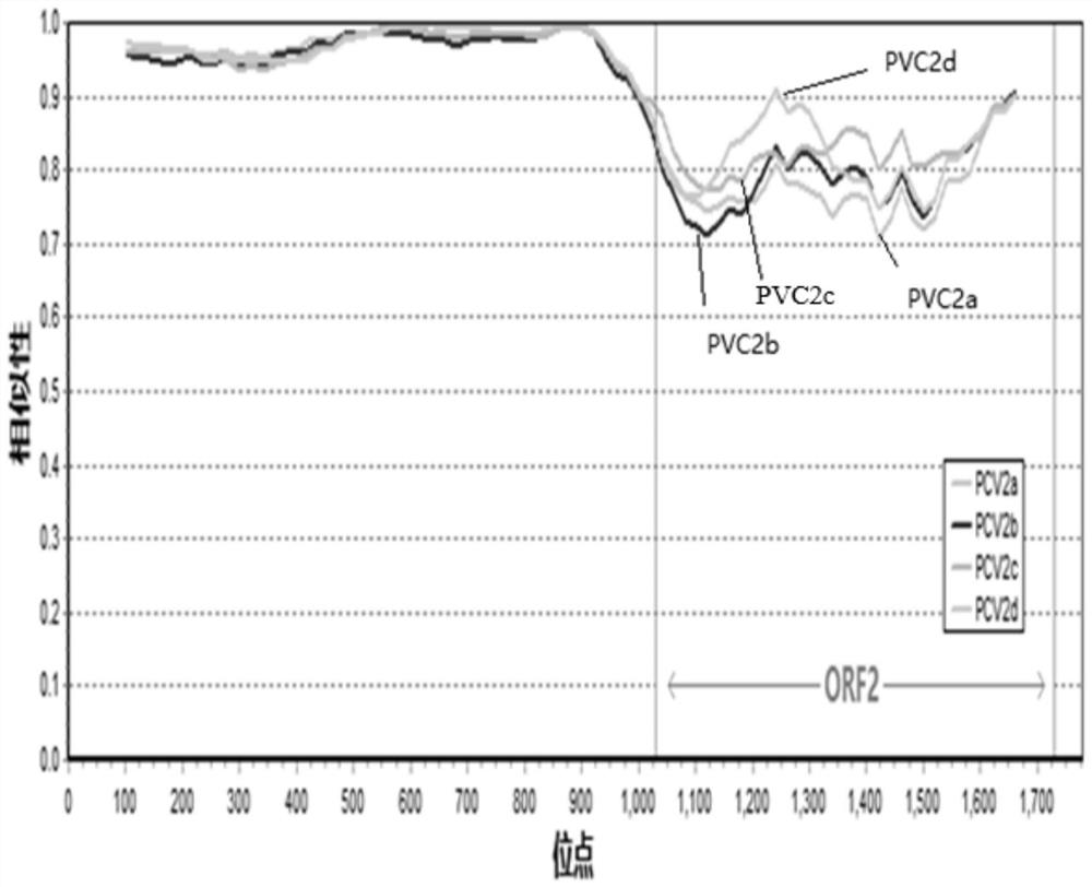 Reagent for detecting porcine circovirus type 2e and application thereof