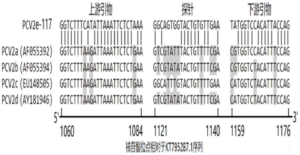 Reagent for detecting porcine circovirus type 2e and application thereof