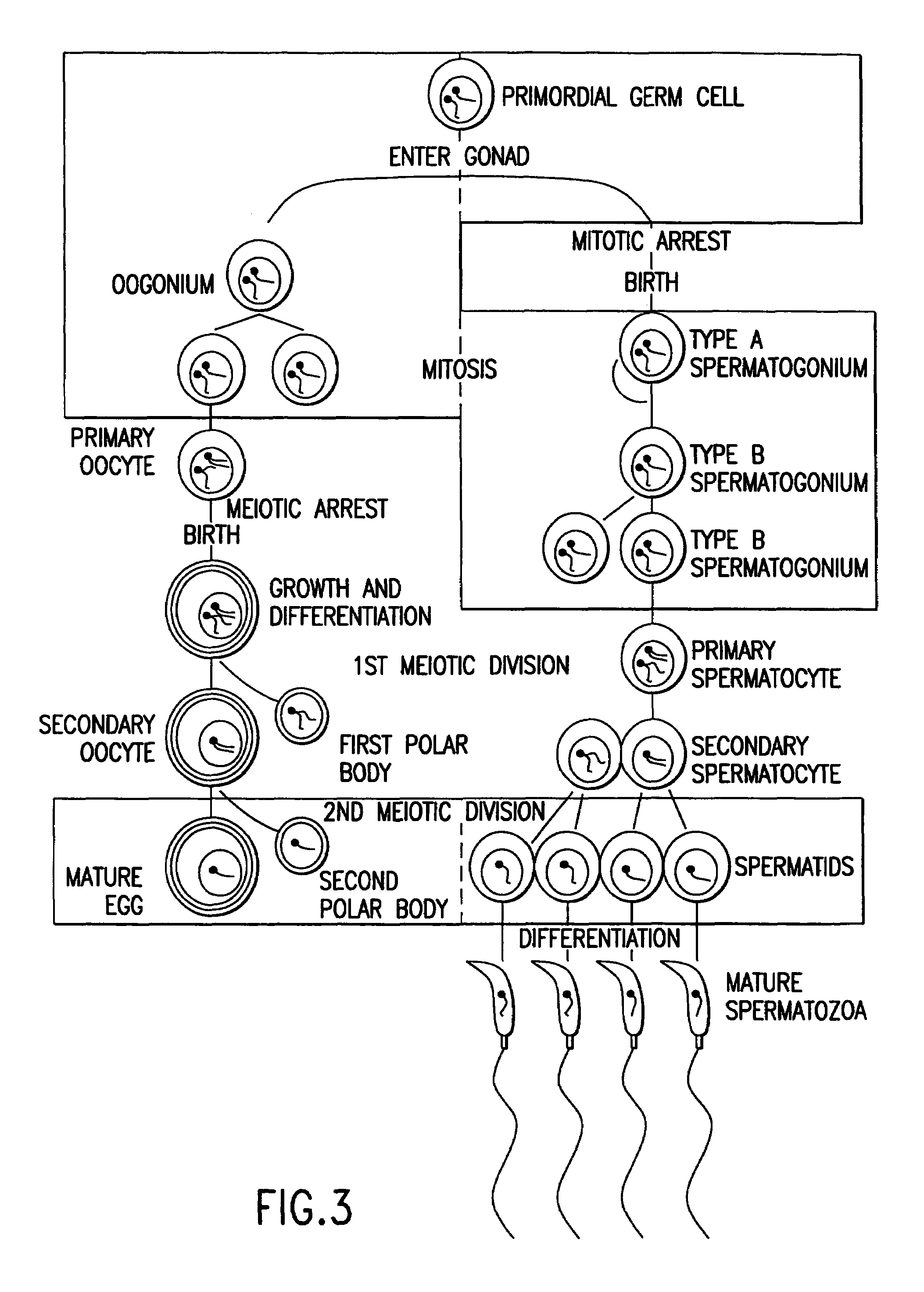 Method for producing a population of homozygous stem cells having a pre-selected immunotype and/or genotype, cells suitable for transplant derived therefrom, and materials and methods using same