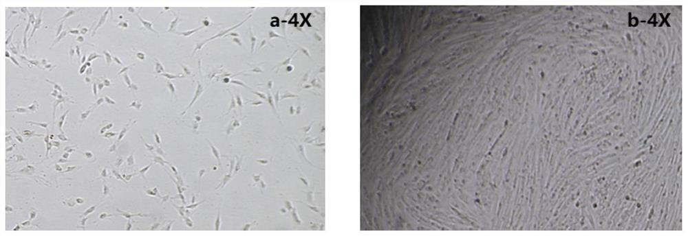 Preparation method and application of cross-linked hydrogel for muscle stem cell culture