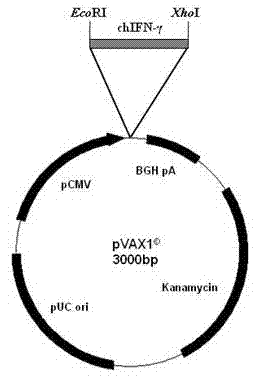 Preparation method of attenuated salmonella transferring chicken gamma interferon