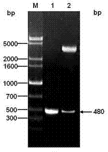 Preparation method of attenuated salmonella transferring chicken gamma interferon