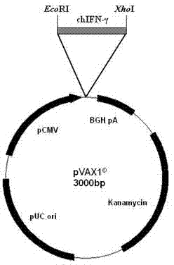 Preparation method of attenuated salmonella transferring chicken gamma interferon