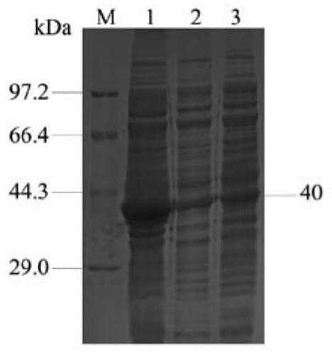 Protein antigen, coding gene thereof, and application of protein antigen and coding gene thereof to identification of mycoplasma hyopneumoniae inactivated vaccine antibody and natural infection antibody