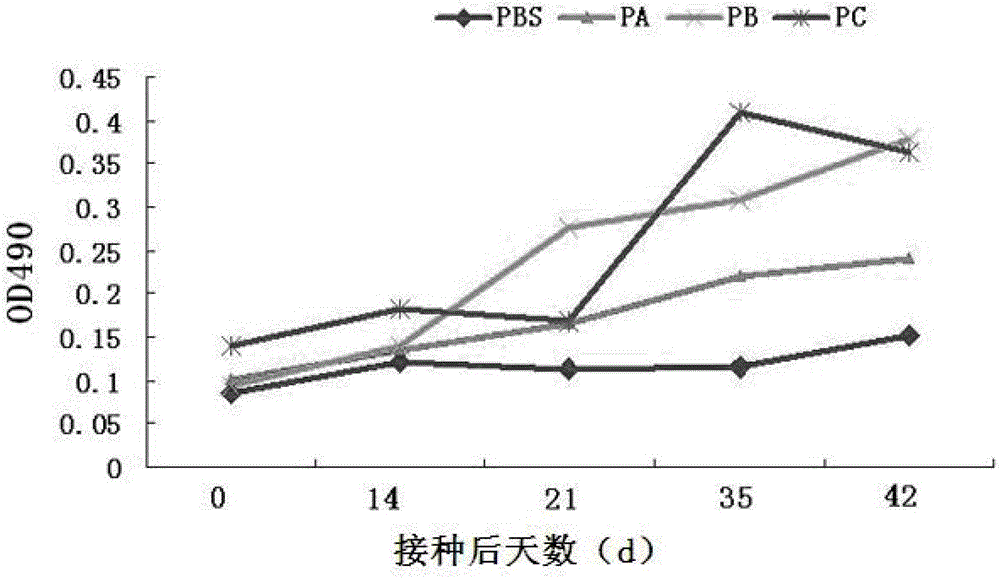 Cattle food-and-mouth disease virus A type synthetic peptide and preparation and application thereof