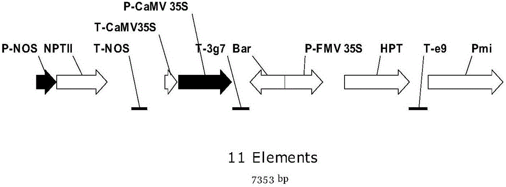 Transgenosis oilseed rape SD-rapeseed capable of polymerizing common screening targets and application of transgenosis oilseed rape SD-rapeseed