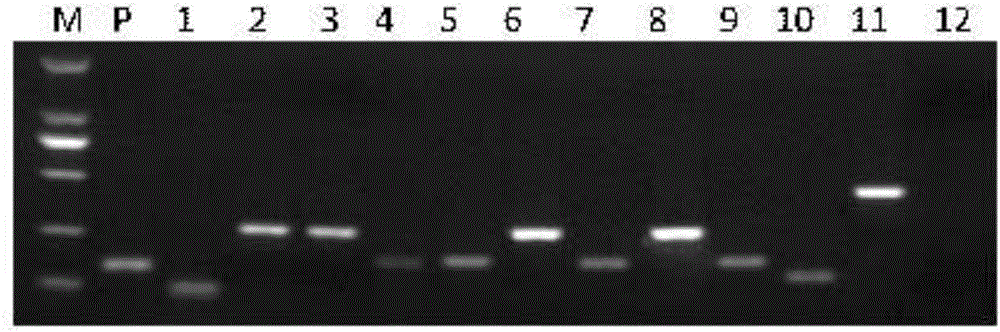 Transgenosis oilseed rape SD-rapeseed capable of polymerizing common screening targets and application of transgenosis oilseed rape SD-rapeseed