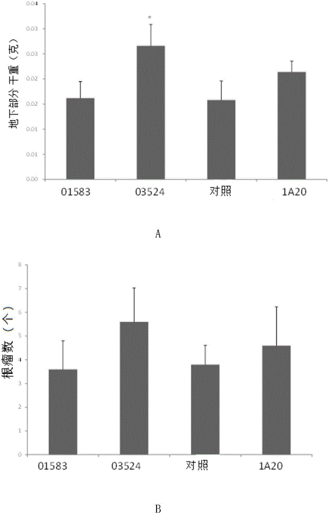 Rhizobium and application thereof