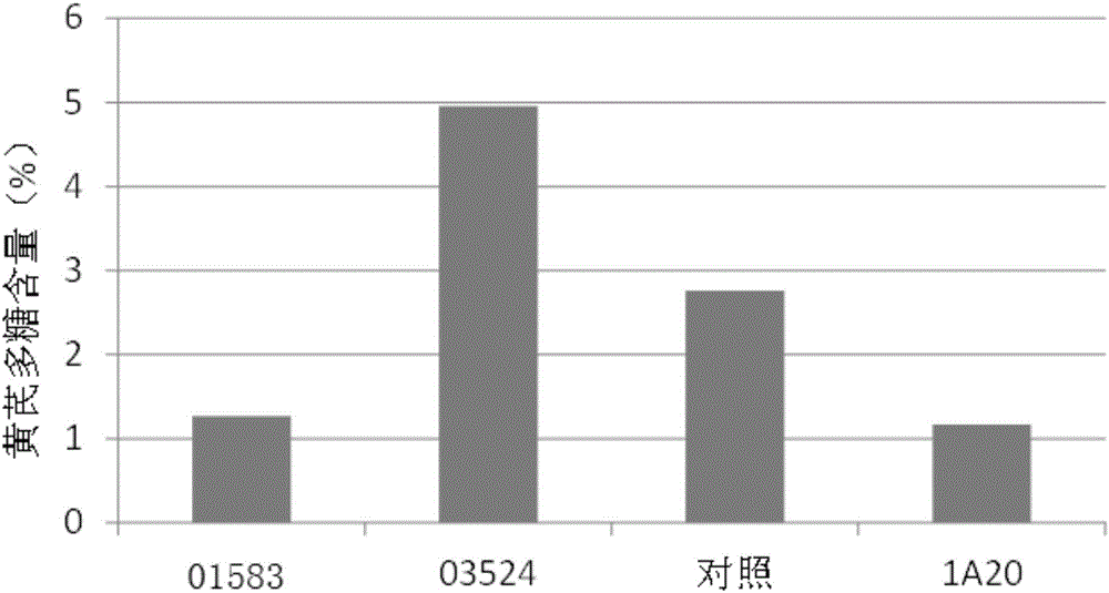 Rhizobium and application thereof