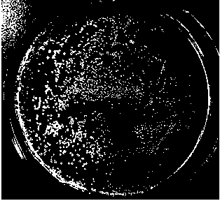 Bacillus sphaericus with high yield and high-temperature xylanase resistance and application thereof