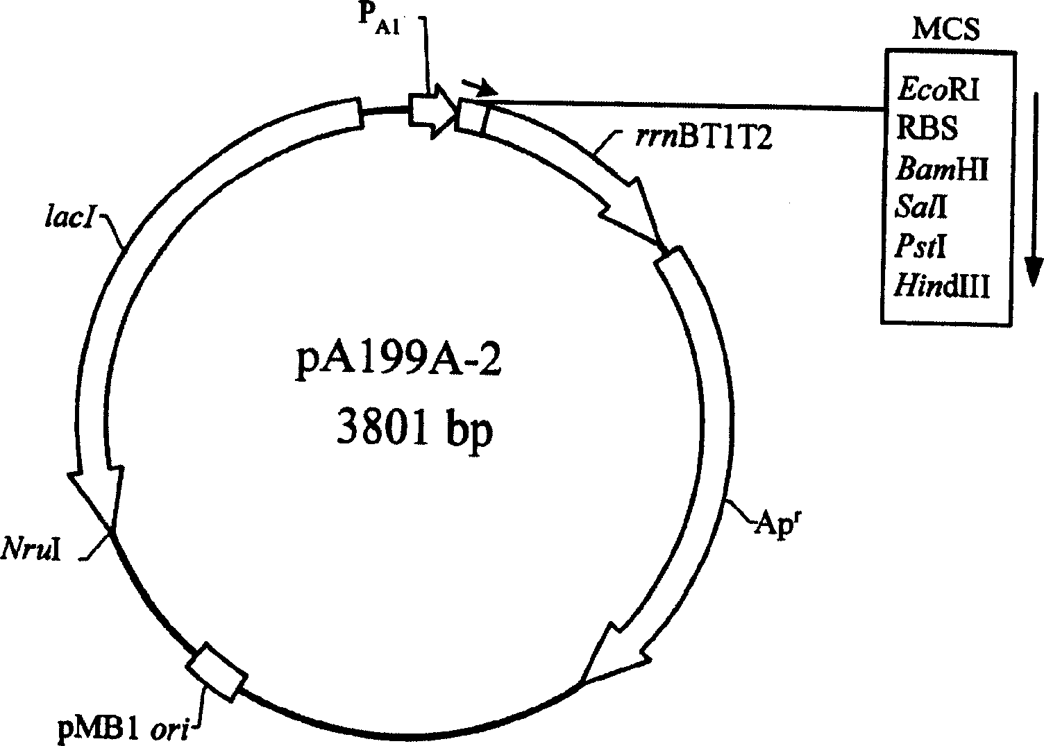 Nucleic acid structure and expression carrier for enhancing recombinant protein production and mass-production of recombinant protein