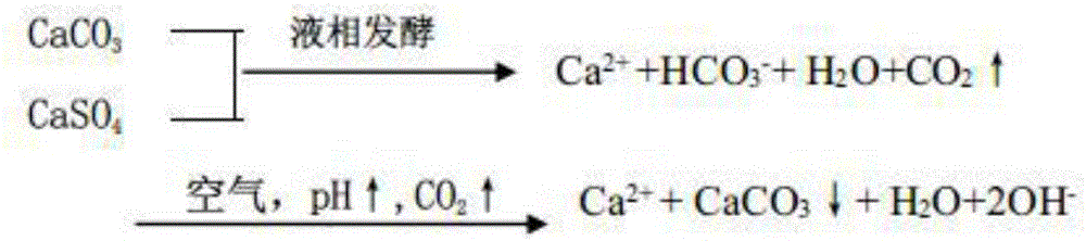 Biochemical treatment method and apparatus for high calcium and high magnesium waste water