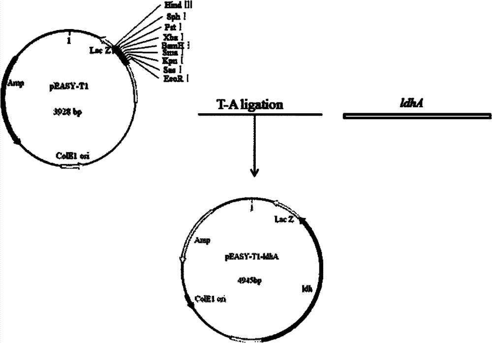 Genetic engineering bacteria for producing D-lactic acid and constructon method and application thereof