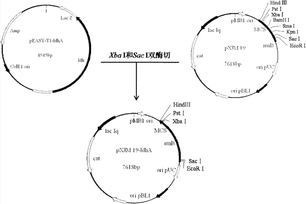 Genetic engineering bacteria for producing D-lactic acid and constructon method and application thereof