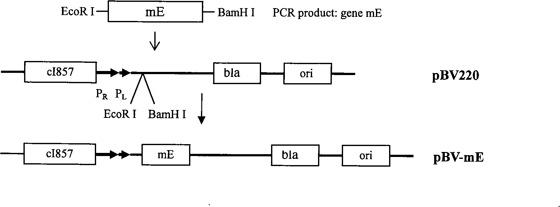 Rearranged bacterial virus E gene, perforating plasmid vector containing the same and use thereof